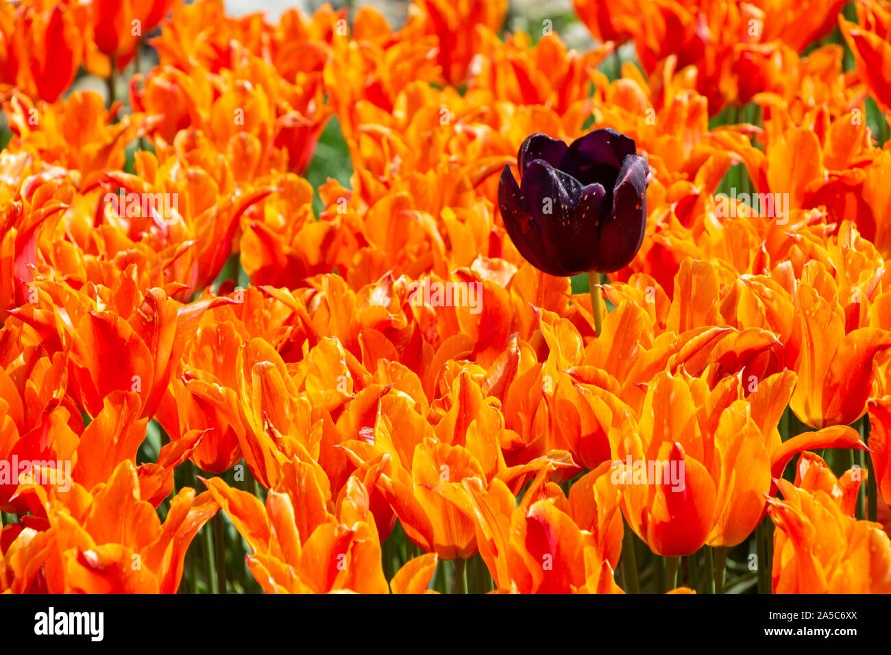 Blooming tulips flowers in as floral plant background Stock Photo - Alamy