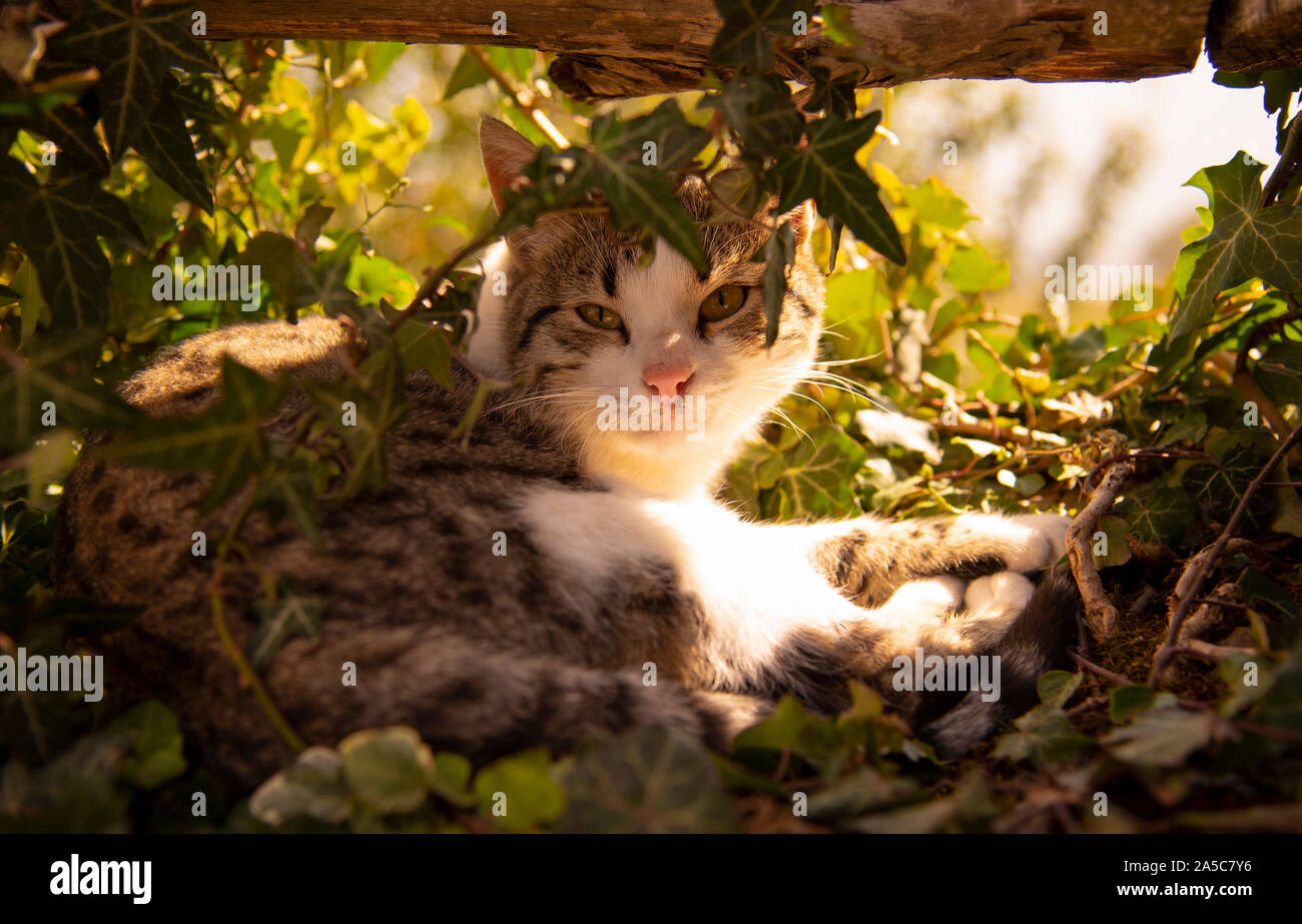The cat lies on ivy shoots under a wooden fence, illuminated by the rays of the sun. Stock Photo