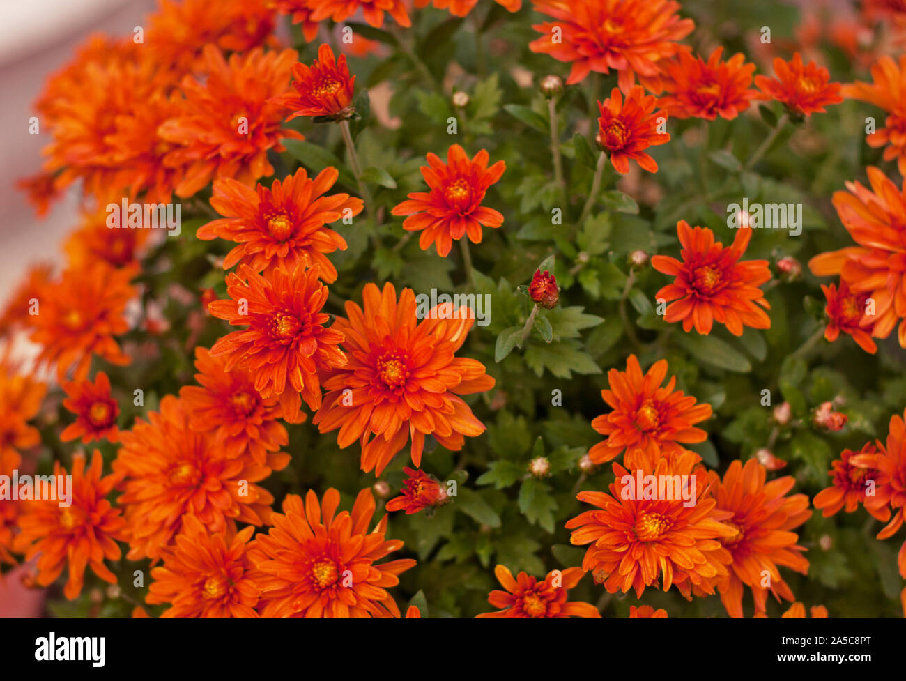 Coral chrysanthemum in green leaves. Bush of autumn chrysanthemums