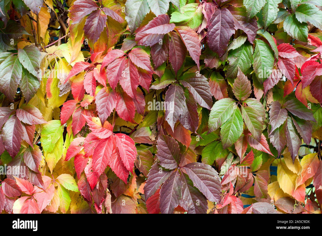 Leaves of wild grapes. Colorful autumn, bright wild grape background. аbstract purple, red, green and orange fall leaves background. Stock Photo