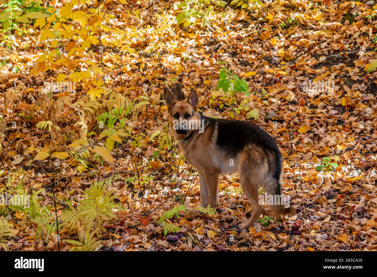 German Shepherd dog in the fall colors background Stock Photo
