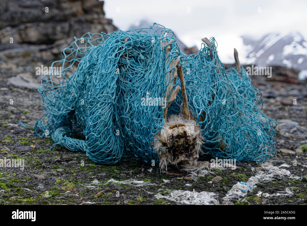 Skull of a Svalbard reindeer (Rangifer tarandus platyrhynchus) in a fishnet. The animal became entangled in the net and died then. Hornsund, Svalbard Stock Photo