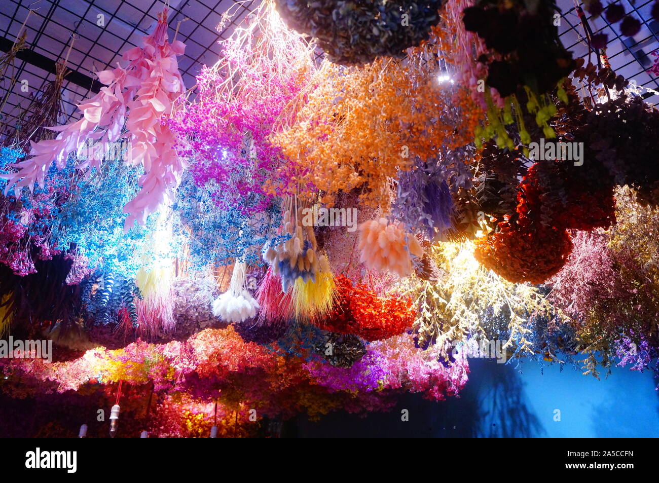 Hanging clusters of dry flowers form a beautiful decorative landscape