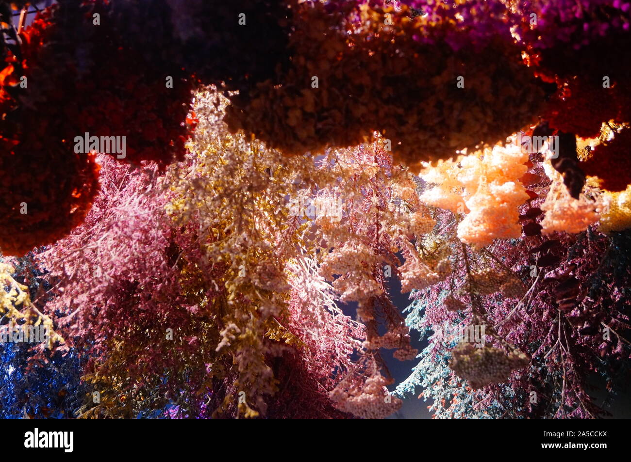 Hanging clusters of dry flowers form a beautiful decorative landscape