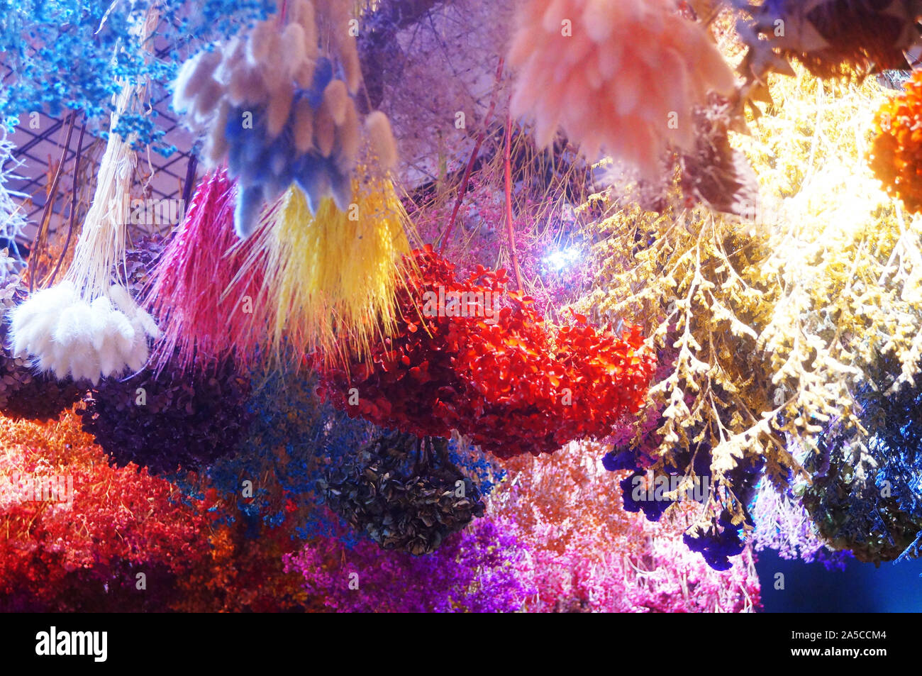 Hanging clusters of dry flowers form a beautiful decorative landscape