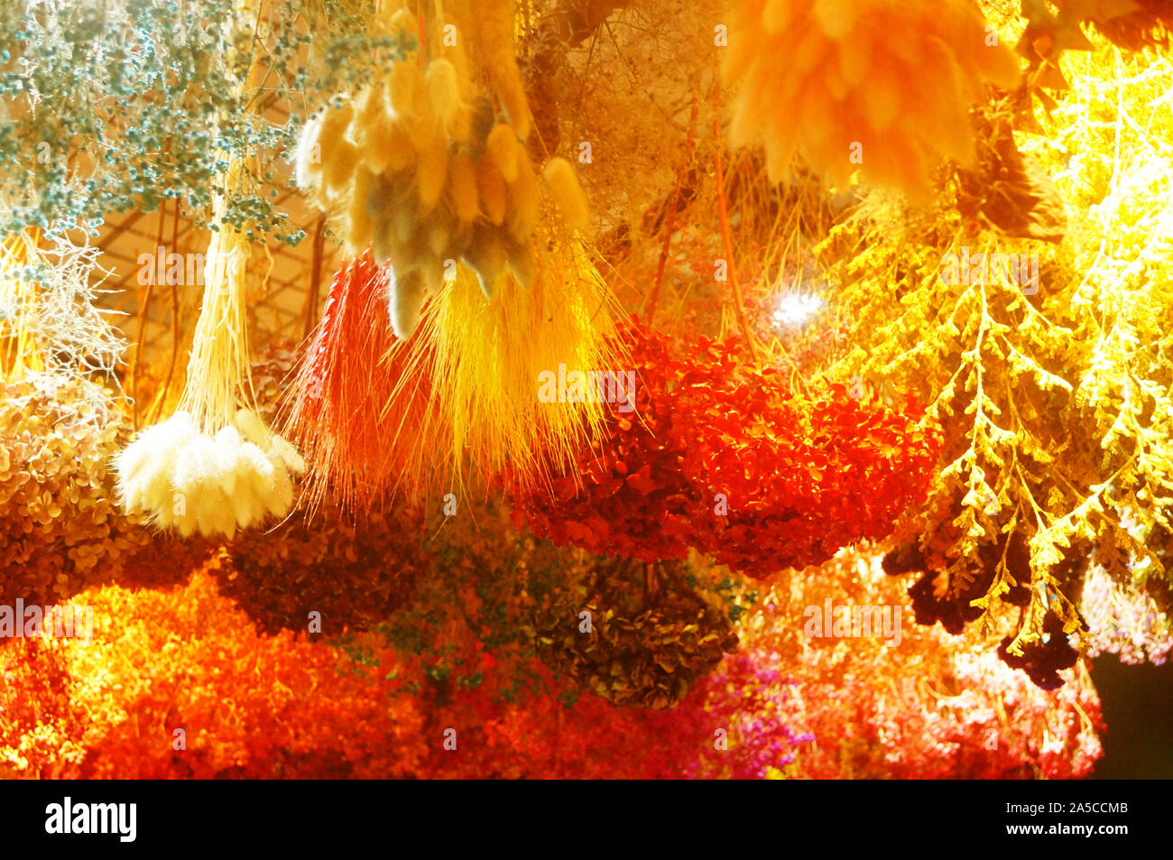 Hanging clusters of dry flowers form a beautiful decorative landscape