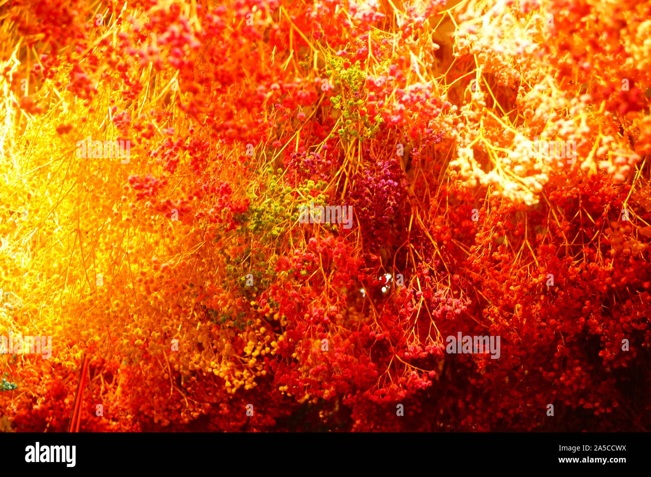 Hanging clusters of dry flowers form a beautiful decorative landscape