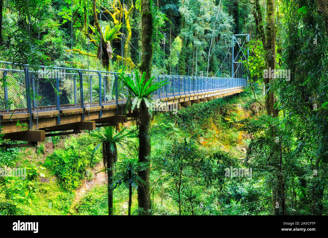 Suspension walking bridge through thick evergreen rainforest in Dorrigo national park on a sunny day - lush foliage on scenic track around Crystal fal Stock Photo