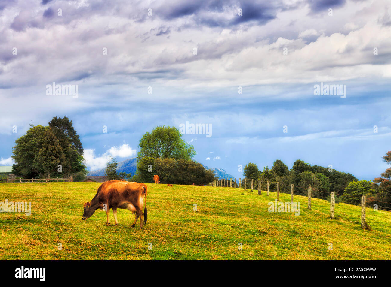 Diary farm and milk cows high in Dorrigo mountains on a plateau under cloudy skies feeding on green grass pasture. Stock Photo