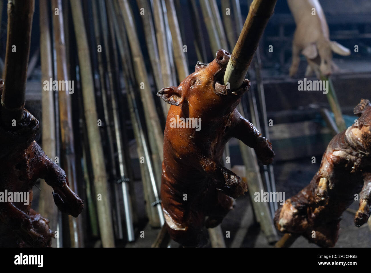 Spit roasted pigs resting after a 34hr cooking period within a