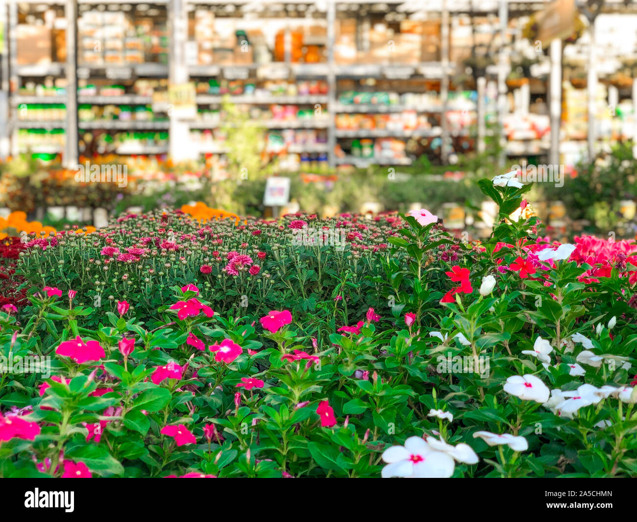 Rows Of Colorful Flowers And Plants For Sale At A Garden Nursery