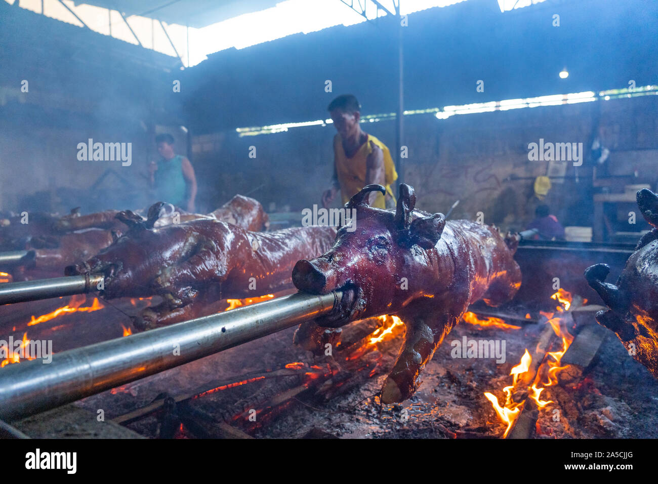 Spit Roasted pigs being cooked slowly over wooden embers in Talisay