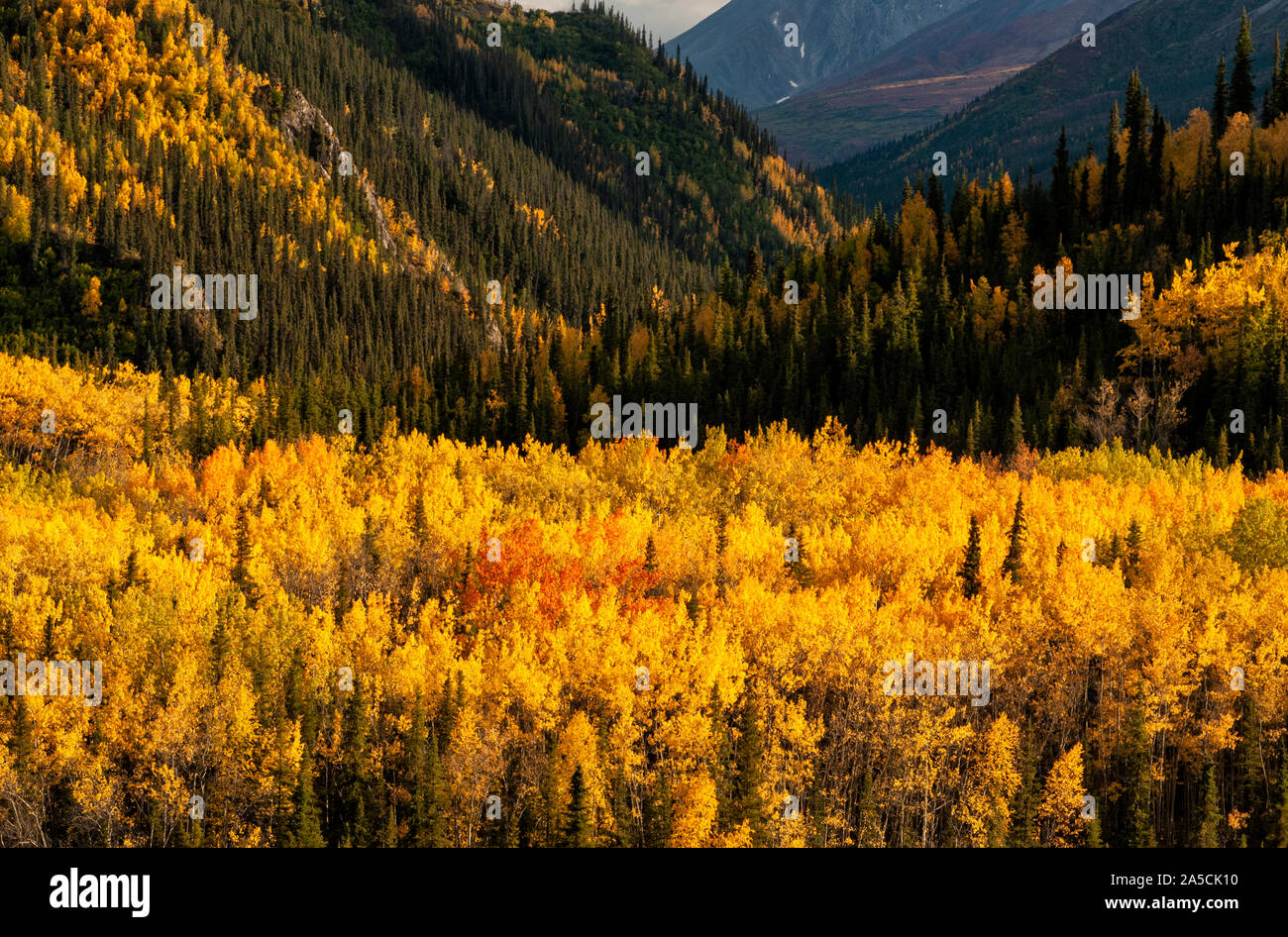 North America; United States; Alaska Range Mountains; Riley Creek; Boreal Forest; Aspen; Autumn