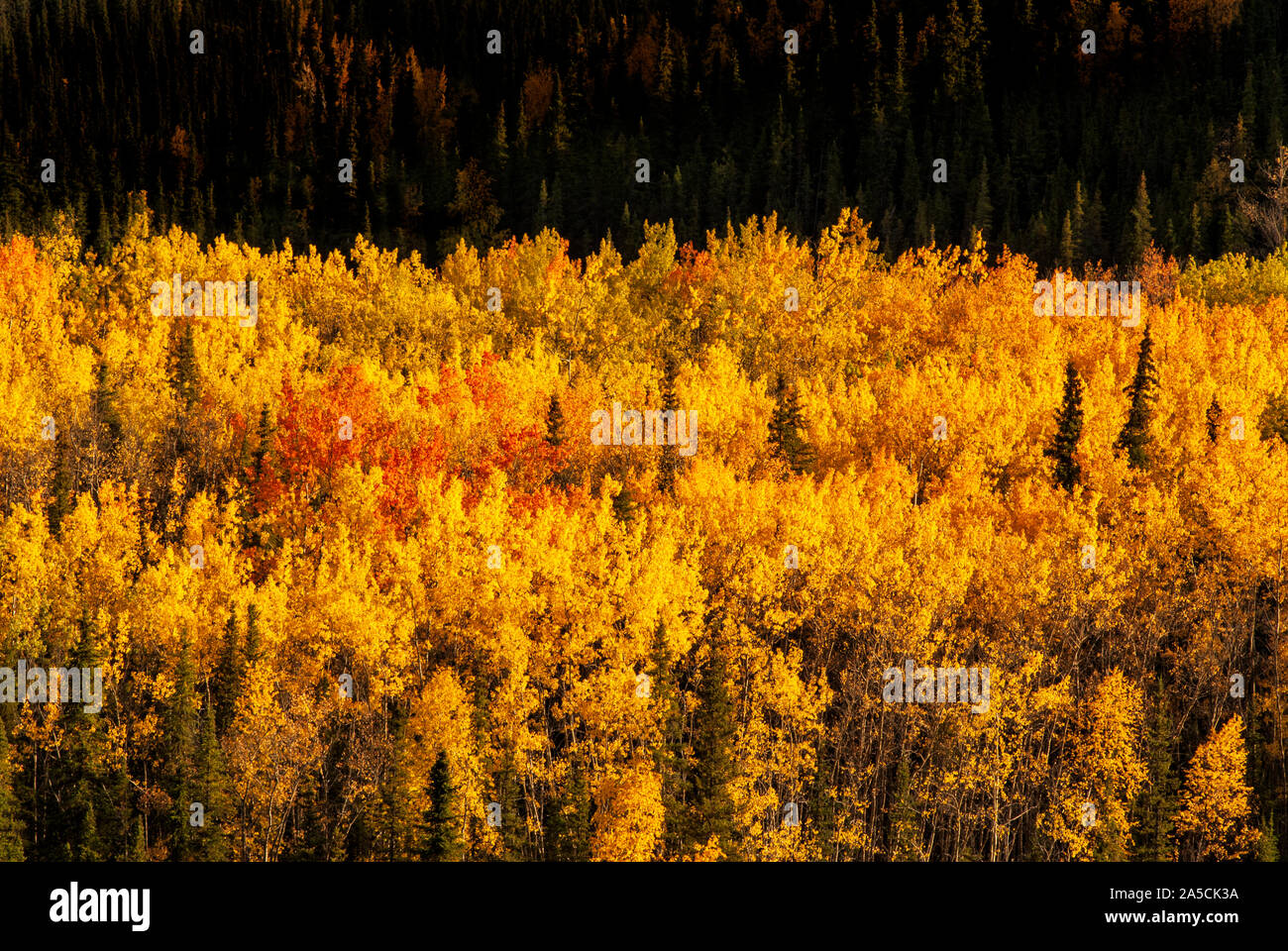 North America; United States; Alaska Range Mountains; Riley Creek; Boreal Forest; Aspen; Autumn