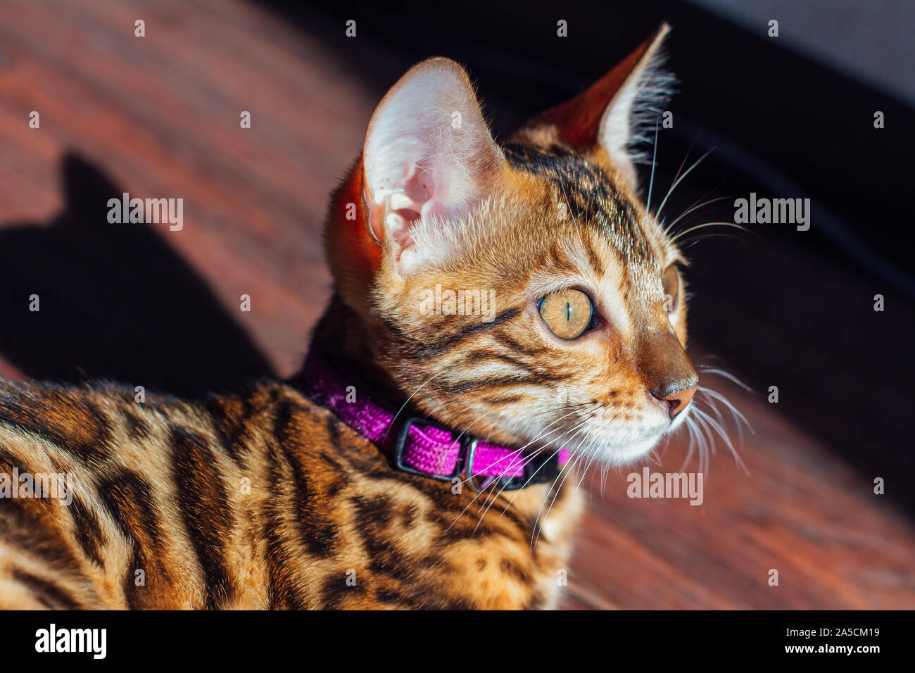 Cute bengal kitty cat laying on the floor at home Stock Photo - Alamy