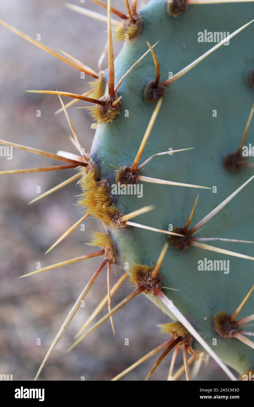 Southern Mojave Desert native cactus in Joshua Tree National Park, casually as Mojave Pricklypair, taxonomically ranked as Opuntia Phaeacantha. Stock Photo