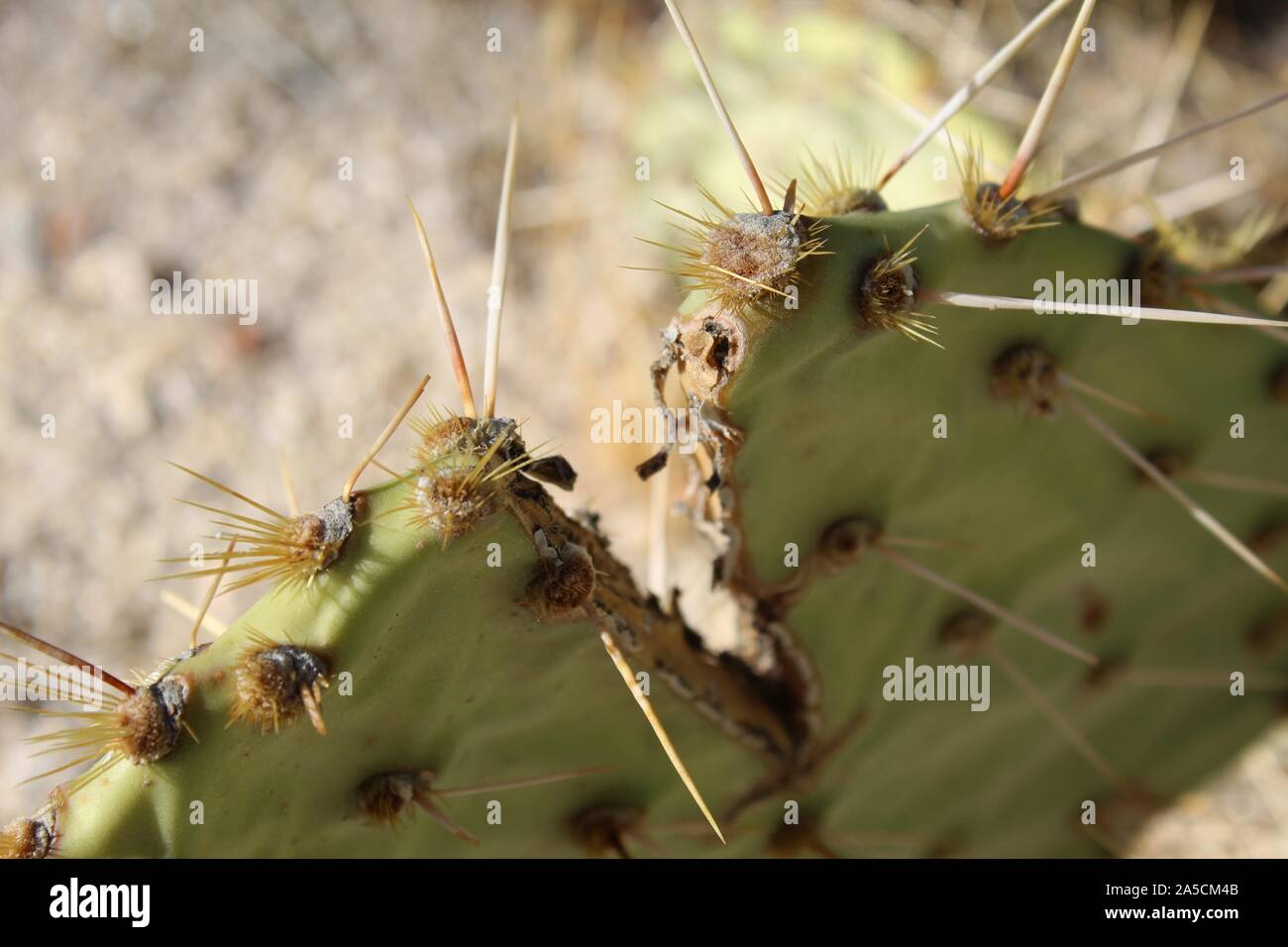 Southern Mojave Desert native cactus in Joshua Tree National Park, casually as Mojave Pricklypair, taxonomically ranked as Opuntia Phaeacantha. Stock Photo