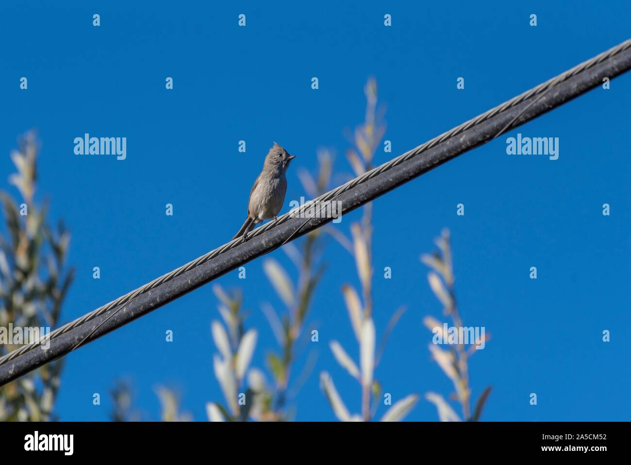 Juvenile Says Phoebe perches on high voltage power line while looking