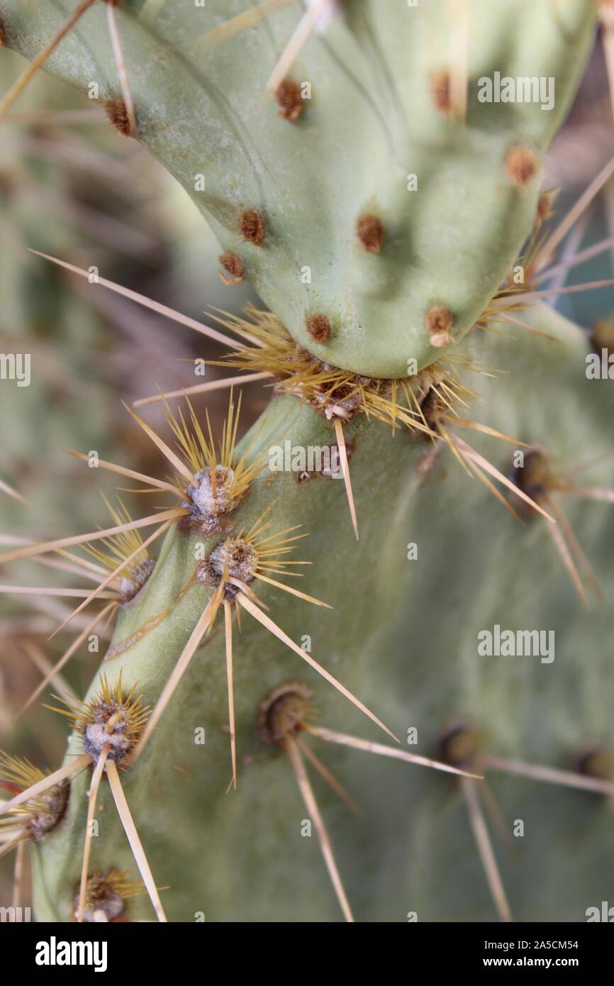 Southern Mojave Desert native cactus in Joshua Tree National Park, casually as Mojave Pricklypair, taxonomically ranked as Opuntia Phaeacantha. Stock Photo