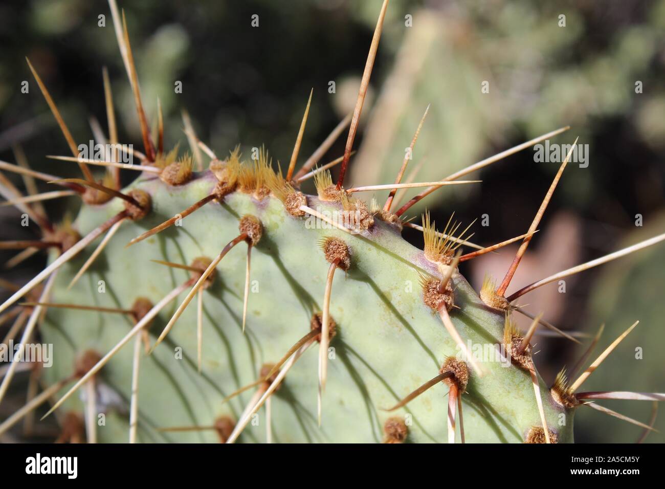 Southern Mojave Desert native cactus in Joshua Tree National Park, casually as Mojave Pricklypair, taxonomically ranked as Opuntia Phaeacantha. Stock Photo