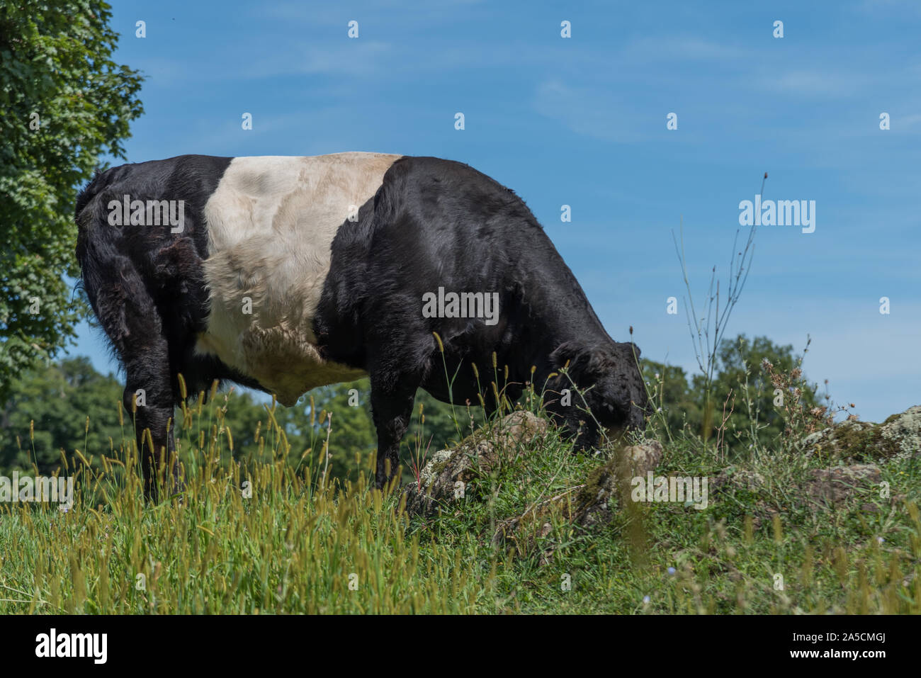 Belted Galloway Cow grazing in a field in Litchfield, Ct, USA with blue sky and clouds in background Stock Photo