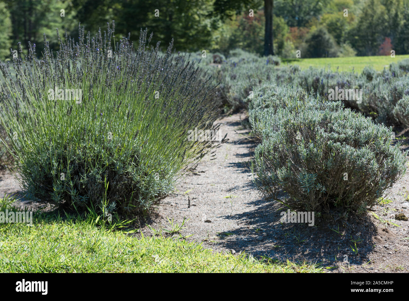 Lavender bushes growing in rows on lavender farm in Provence Stock Photo