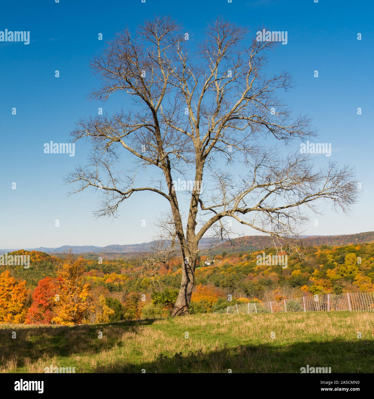 Portrait view of a single bare oak tree in fall with background of beautiful color from autumn foliage in forest in New England, USA Stock Photo