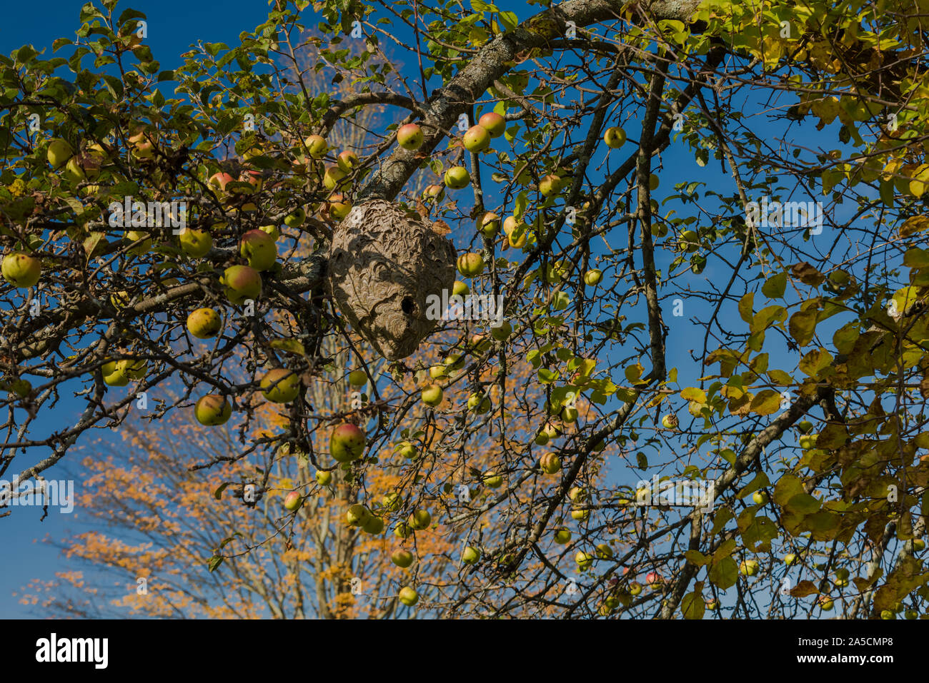 Large wild beehive in high branches of wild apple tree surrounded by ripe apples that no-one fares touch on Appalachian Trail, Ct, USA Stock Photo