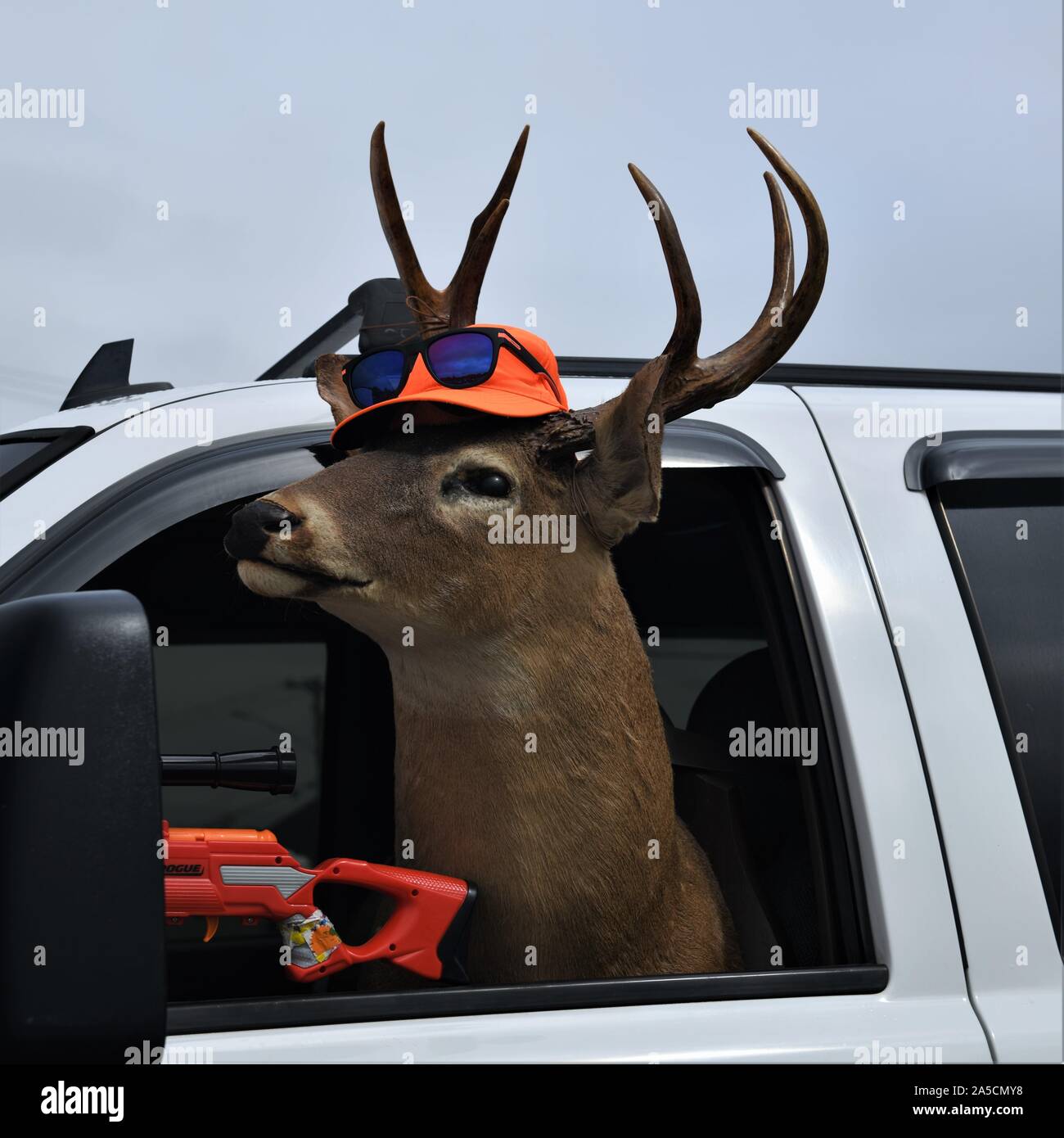 Deer season Stock Photo Alamy