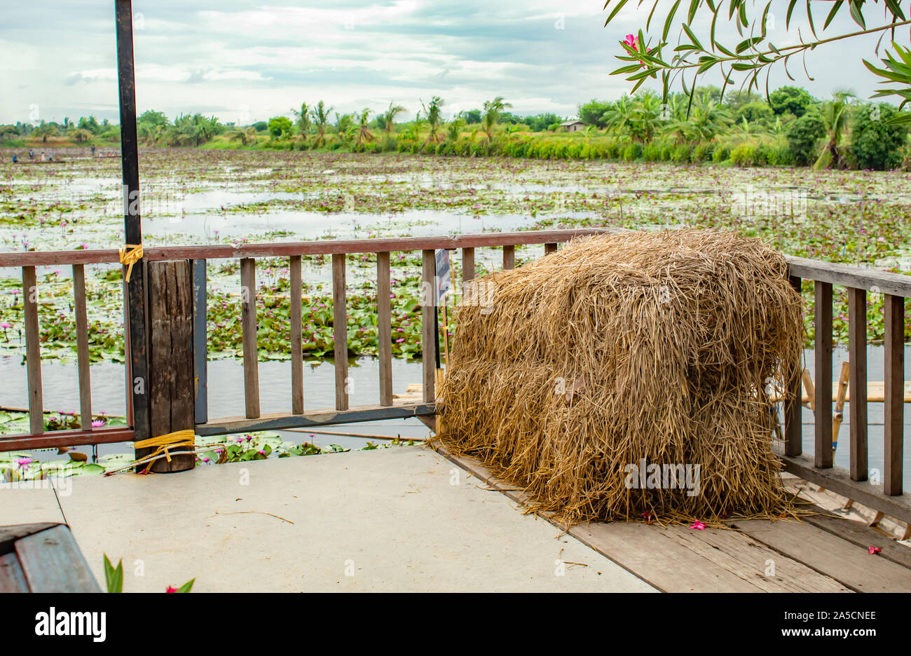 Rice paddy pond hi-res stock photography and images - Alamy