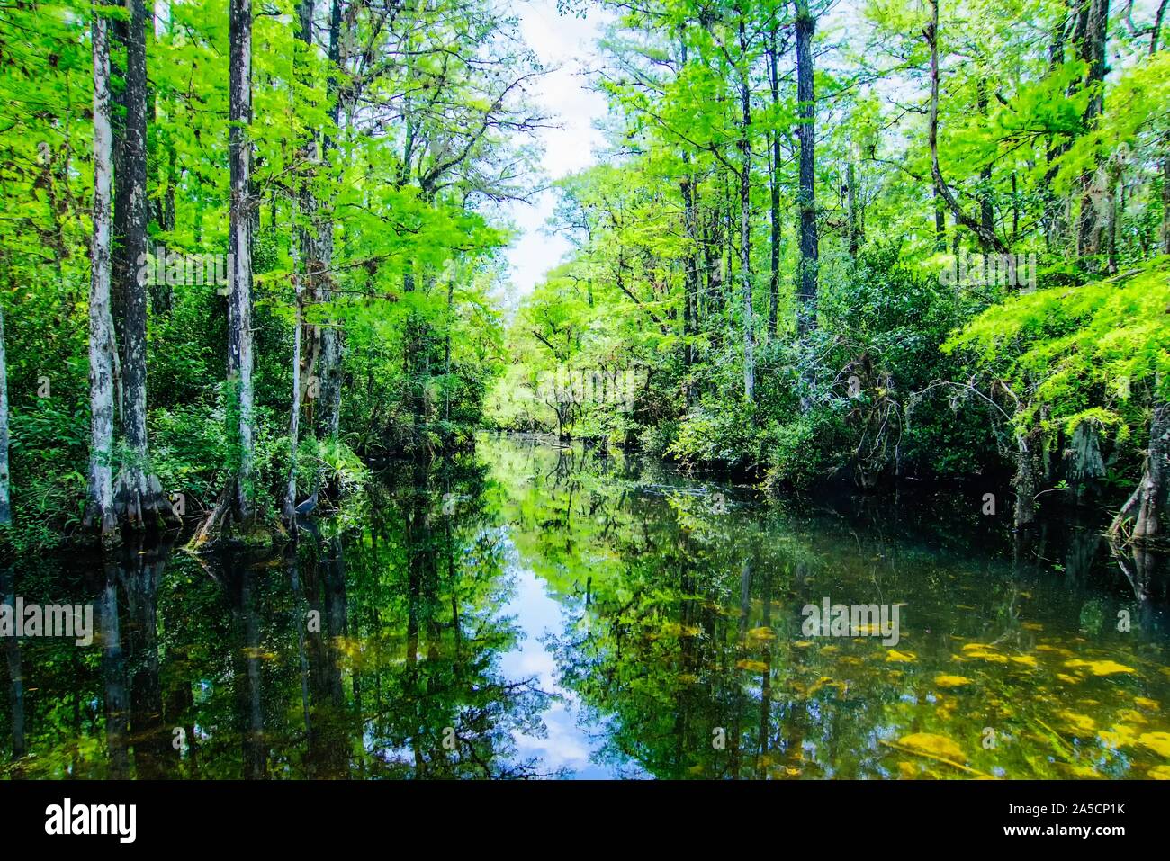 Lake in the middle of a forest with tall green trees surrounding the ...