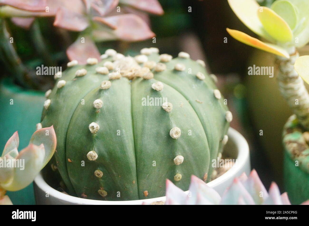Cactus plant bonsai Stock Photo Alamy