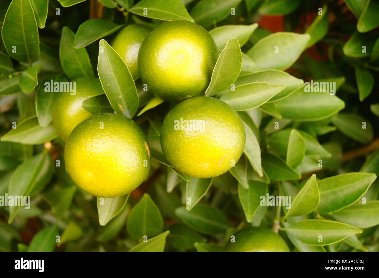 Oranges grow in orchards Stock Photo Alamy