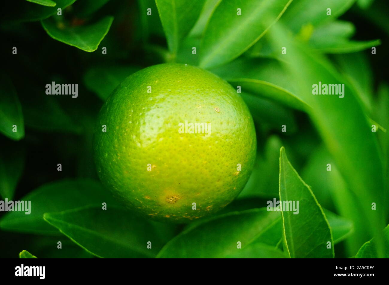 Oranges grow in orchards Stock Photo Alamy