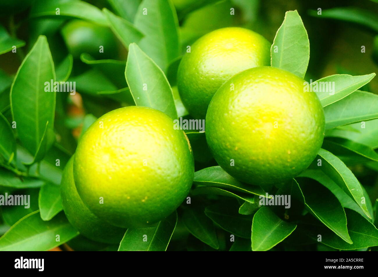 Oranges grow in orchards Stock Photo Alamy
