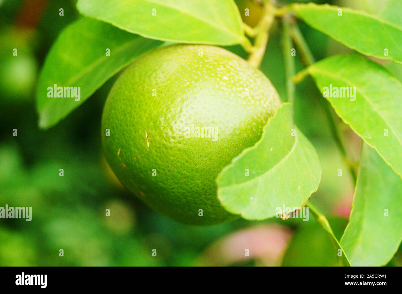 Oranges grow in orchards Stock Photo Alamy
