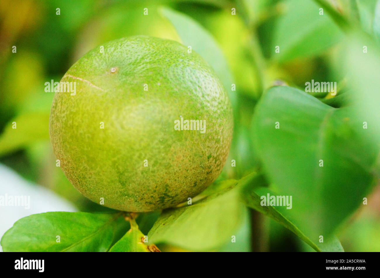 Oranges grow in orchards Stock Photo Alamy