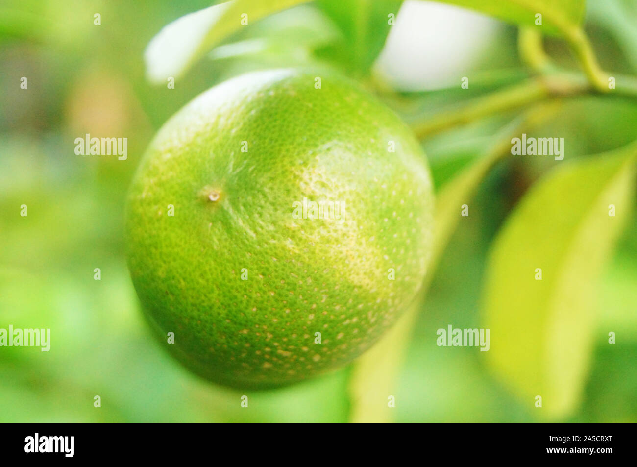 Oranges grow in orchards Stock Photo Alamy
