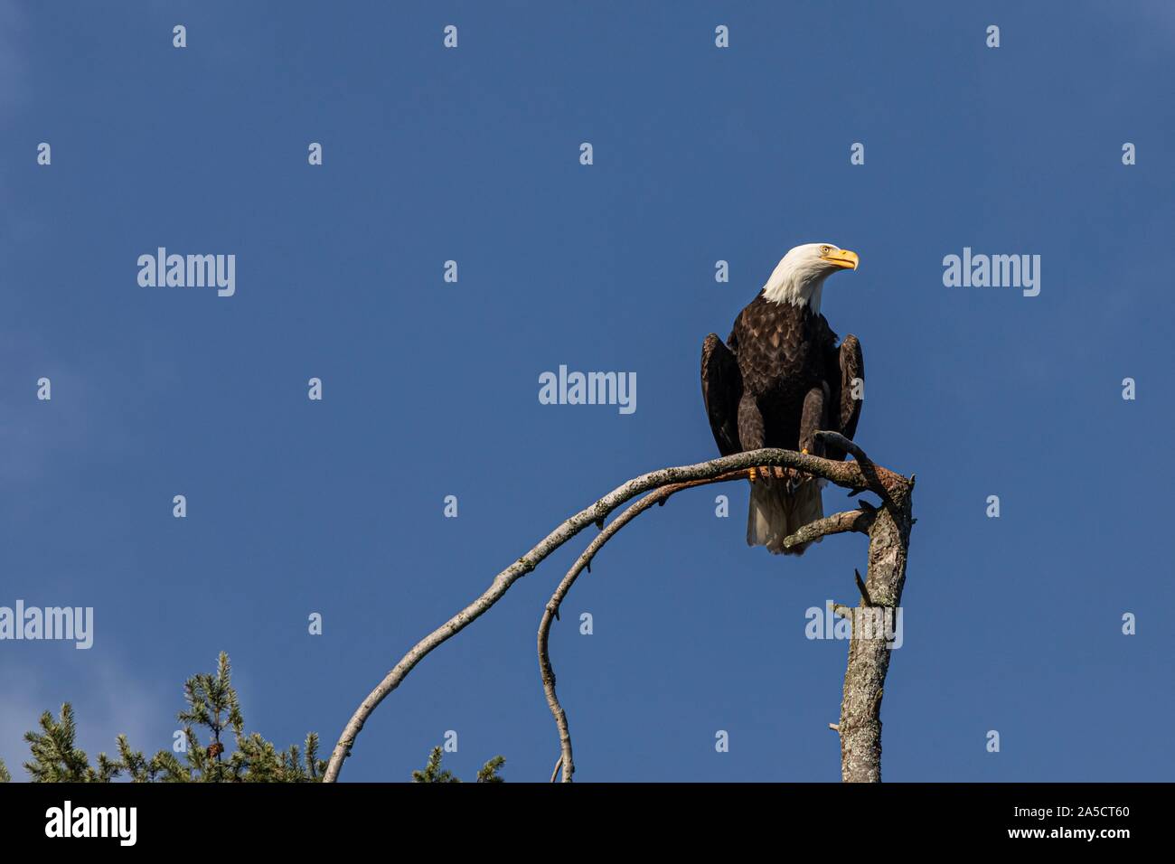 Eagles watchful gaze Stock Photo
