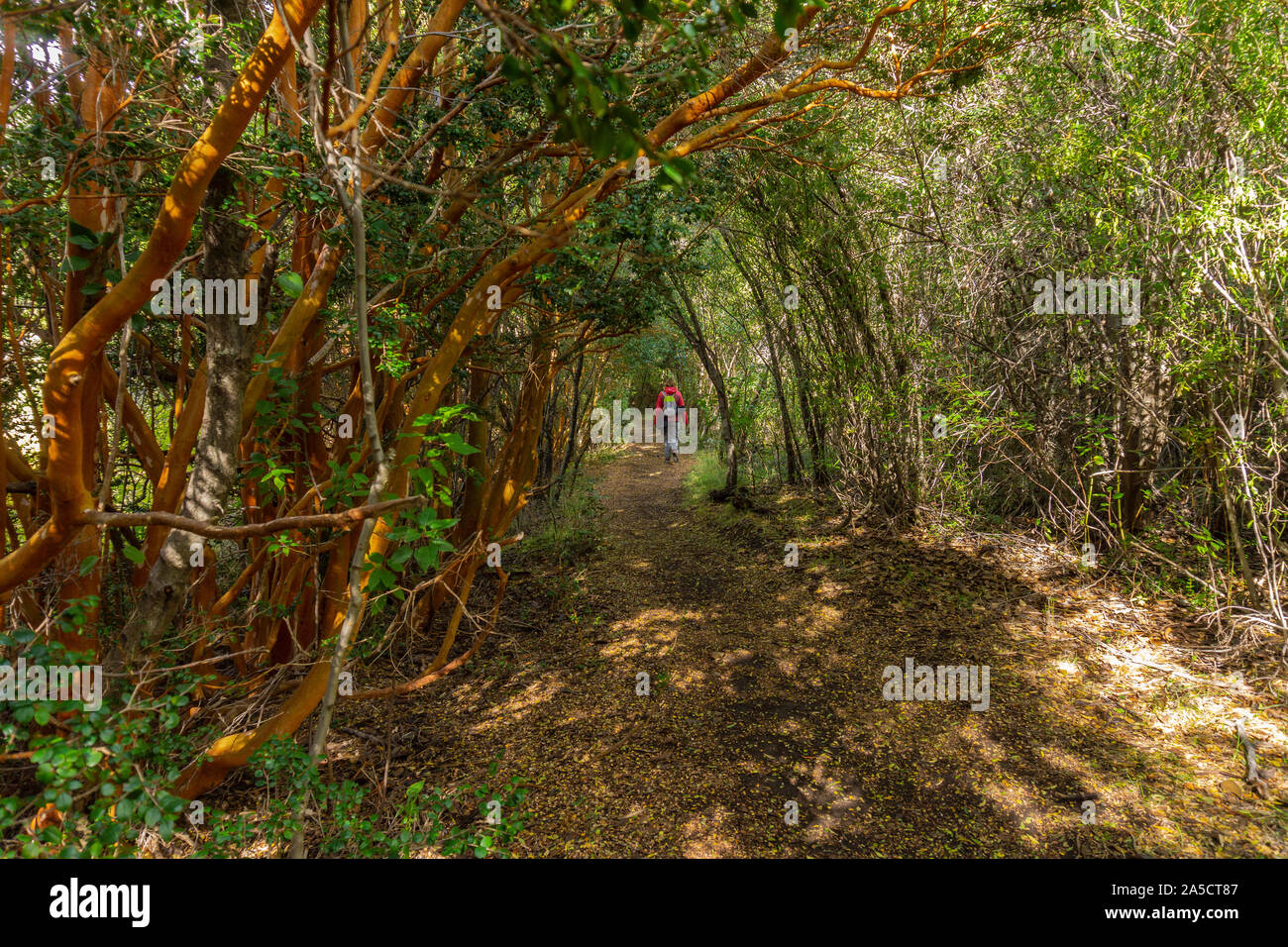 Closeup view of Arrayan plant (Luma apiculata) in the forest in Los