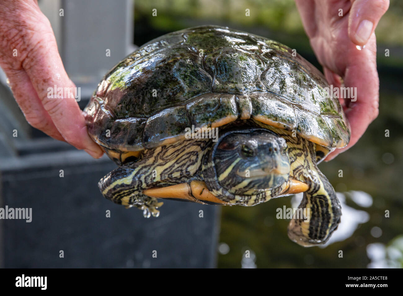 Small tortoise being placed in the garden pond Stock Photo