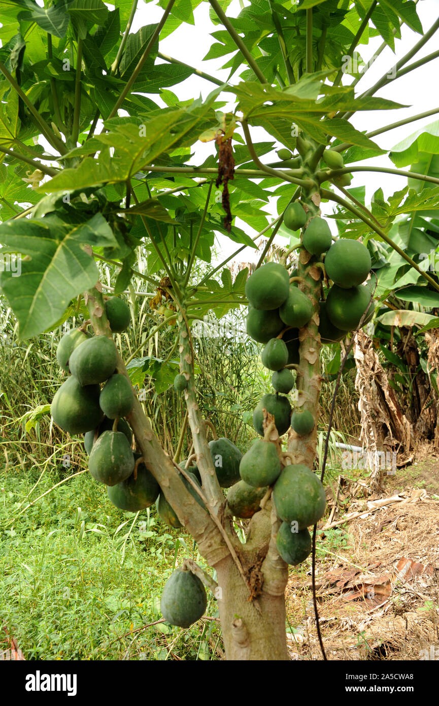 Papaya. Papaya, (Carica papaya), also called papaw or pawpaw, succulent fruit of a large plant of the family Caricaceae. Stock Photo
