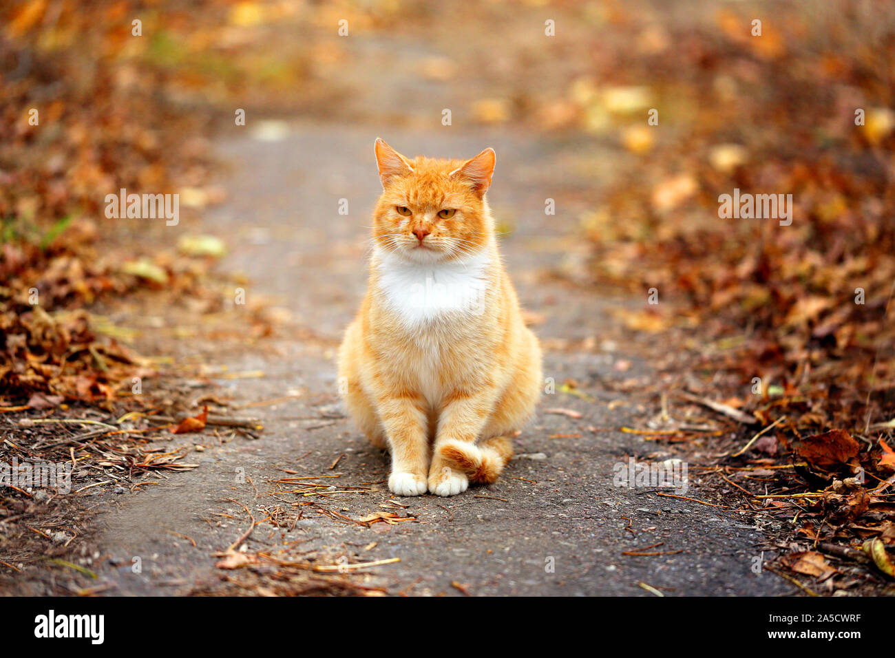 Crazy Orange Cat Pictures