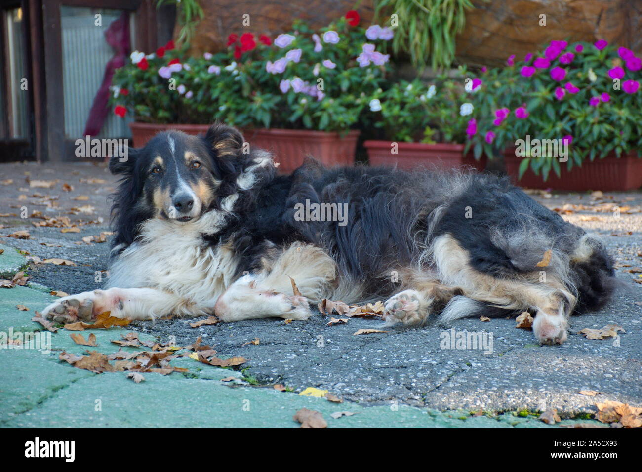 Portrait of a dog lying on the ground - collie relaxing Stock Photo - Alamy