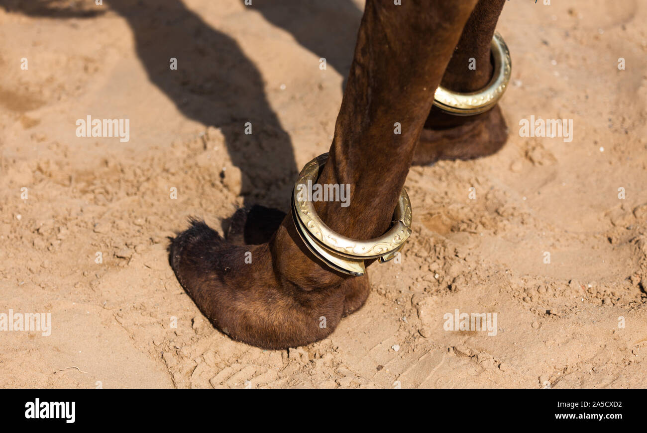 Camel leg legs hi-res stock photography and images - Alamy