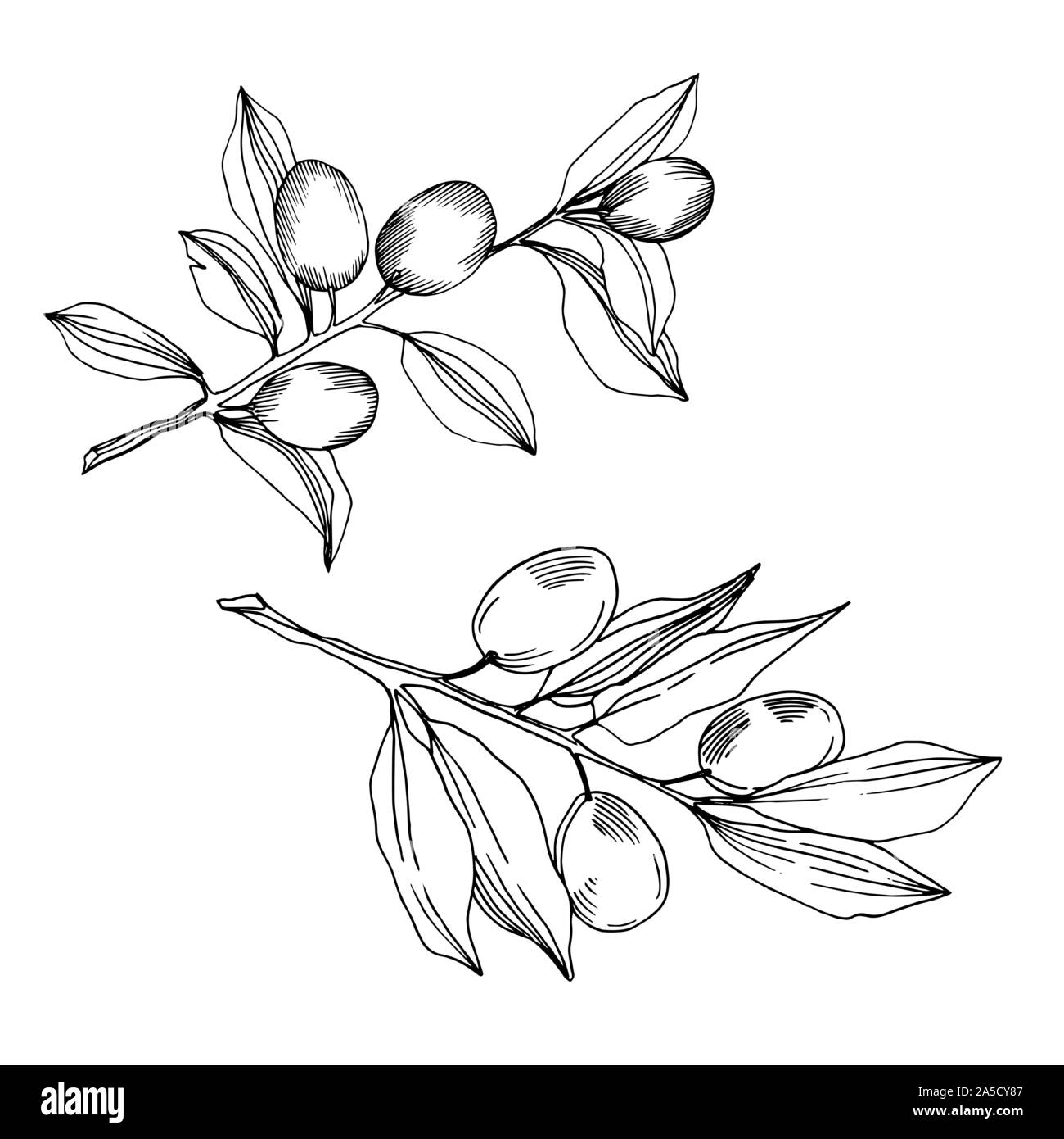 Vector Olive branch with fruit. Black and white engraved ink art ...