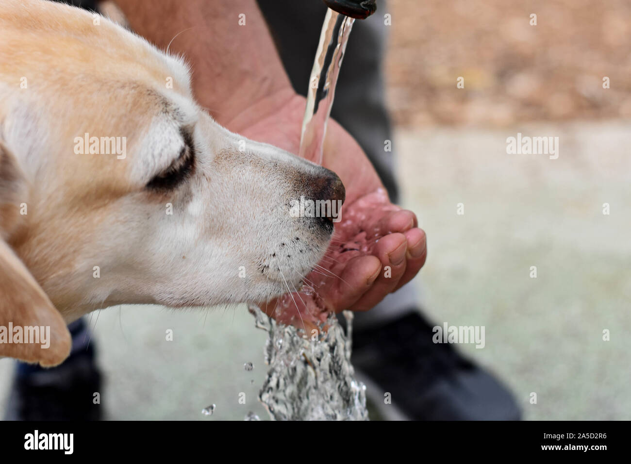 How Much Should A Labrador Drink A Day