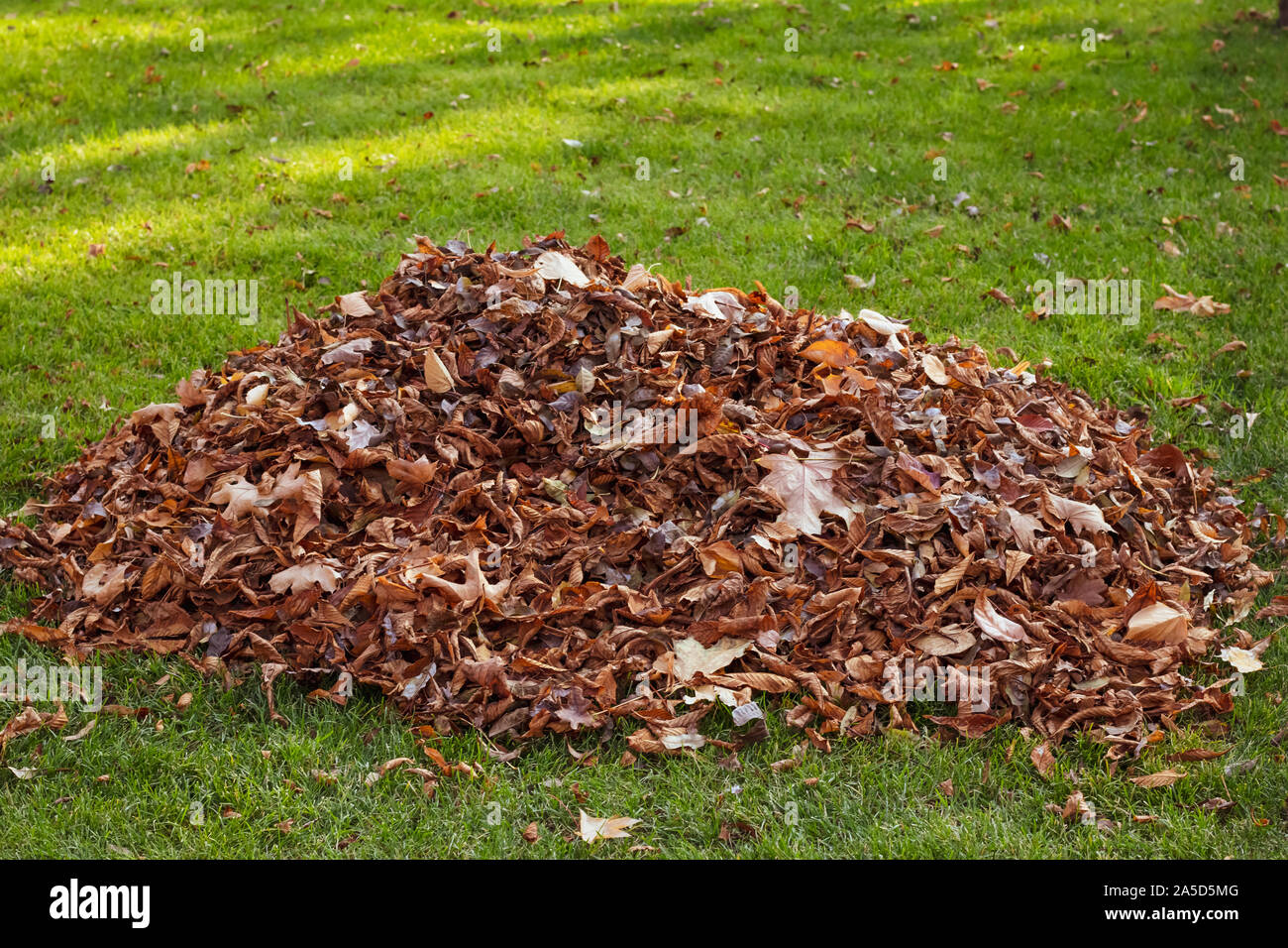Fall leaf clean-Up. A pile of fallen leaves on the lawn. Territory cleaning. Stock Photo