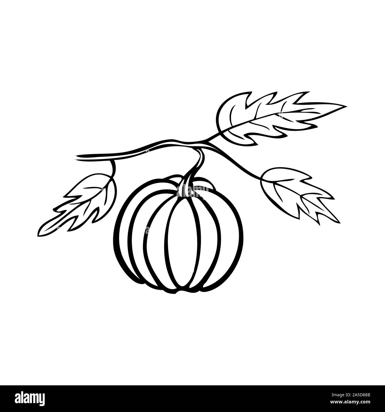 Black and white vector illustration of a pumpkin Stock Vector Image ...