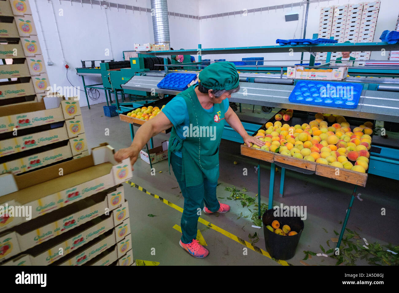 Female workers at a fruit sorting and packaging industrial facility Stock Photo